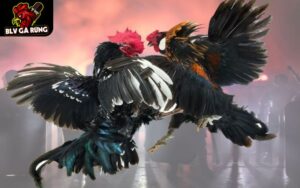 Đá Gà Trực Tuyến 8KBET