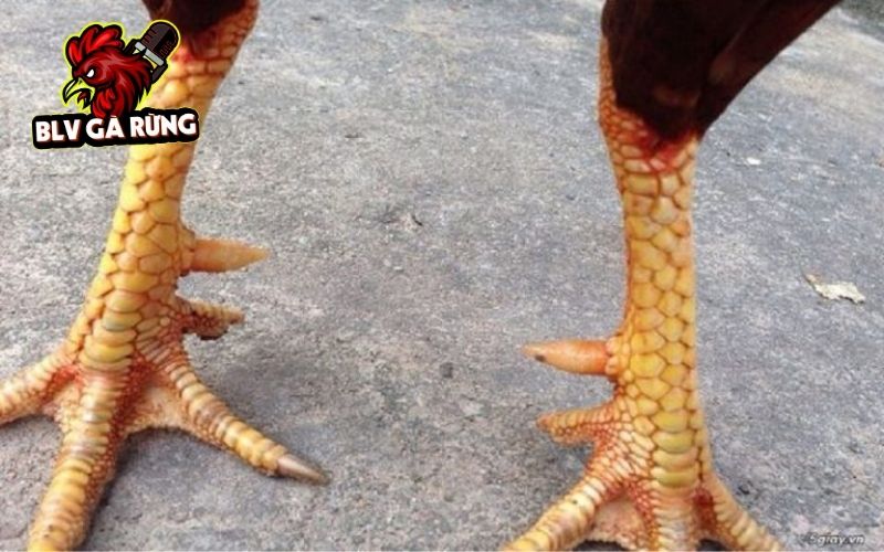 Các đặc điểm nhận biết Vảy Gà Thập Cựa chuẩn xác