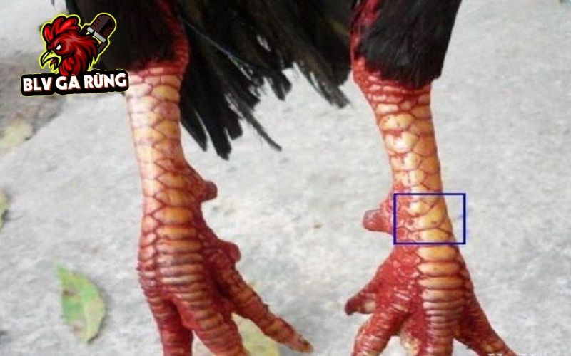 Các đặc điểm nhận biết Vảy Gà Vấn Cán Các đặc điểm nhận biết Vảy Gà Vấn Cán