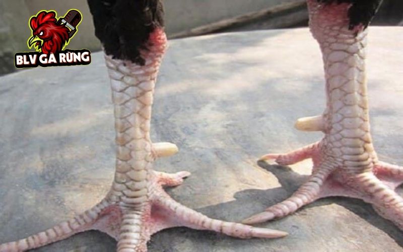 Các dạng Vảy Gà Huyền Trâm thường gặp