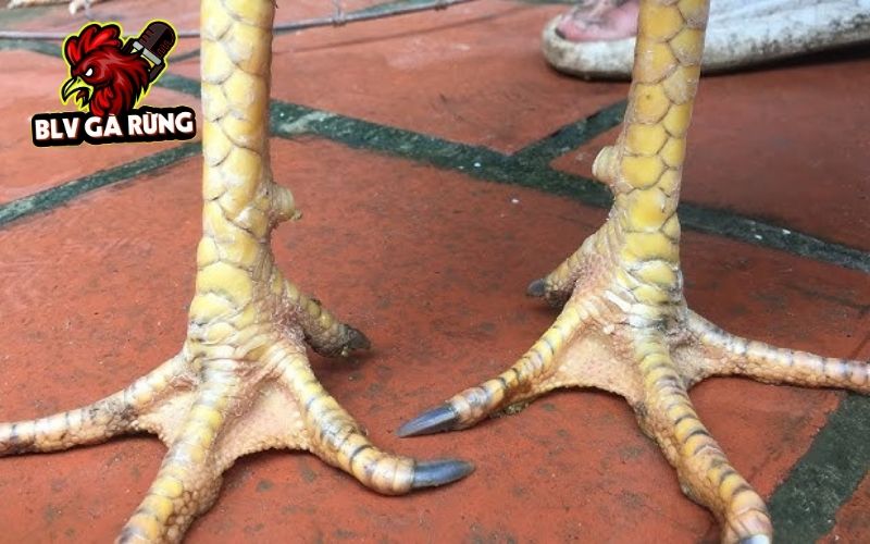 Gà có Vảy Khai Vương thường đá đòn hiểm Gà có Vảy Khai Vương thường đá đòn hiểm