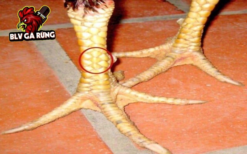 Những đặc điểm nhận biết Vảy Gà Tam Tài