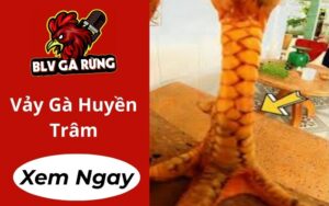 Vảy Gà Huyền Trâm