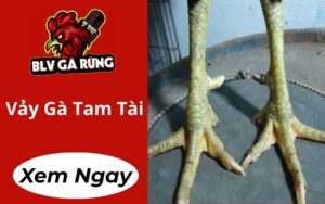 Vảy Gà Tam Tài